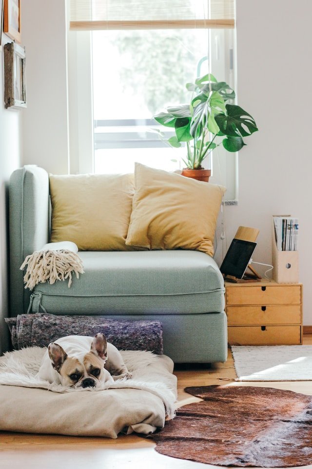 Decorar rincón para perro