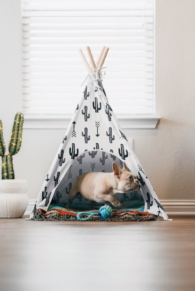 Consejos para decorar una casa con mascotas