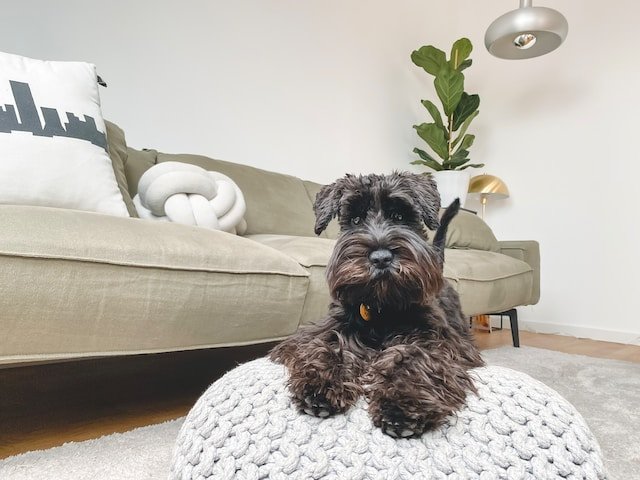 Cómo decorar una casa con mascotas