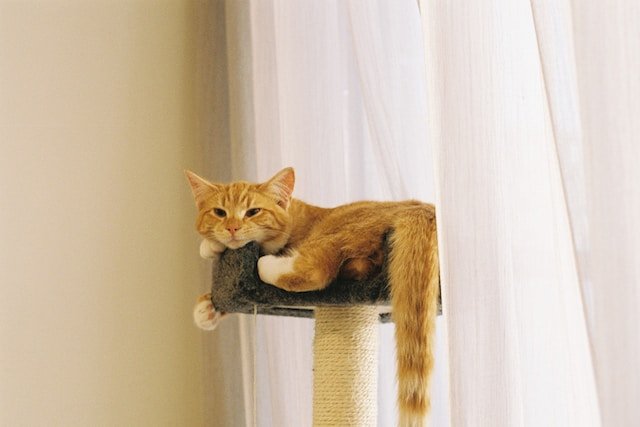 Ideas para decorar una casa con mascotas
