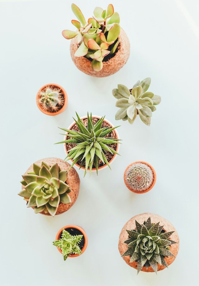 decorar con suculentas