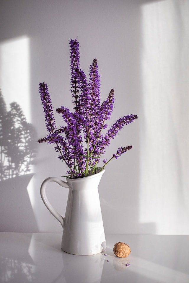 lavanda