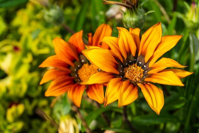plantas de exterior resistentes