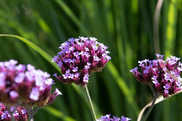 plantas decorativas