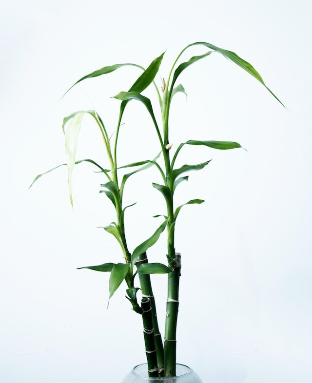 plantas resistentes