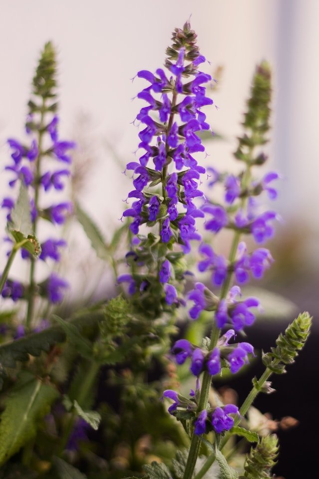 salvia